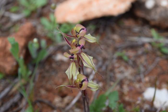 Caladenia cristata - Crested Spider Orchid-Sep-2018p0007.JPG